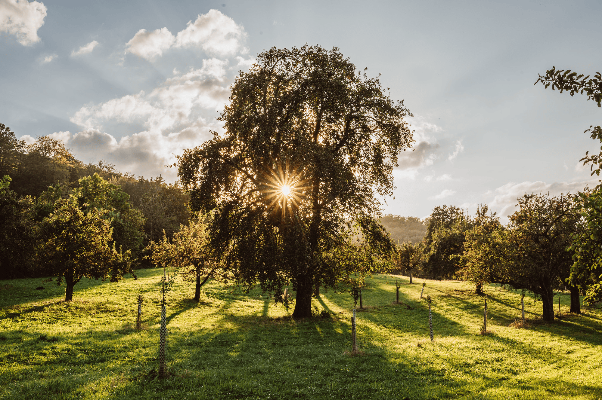 ber uns mobil Baum