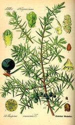Illustration einer Wacholder Pflanze