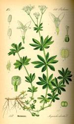 Illustration einer Waldmeister Pflanze