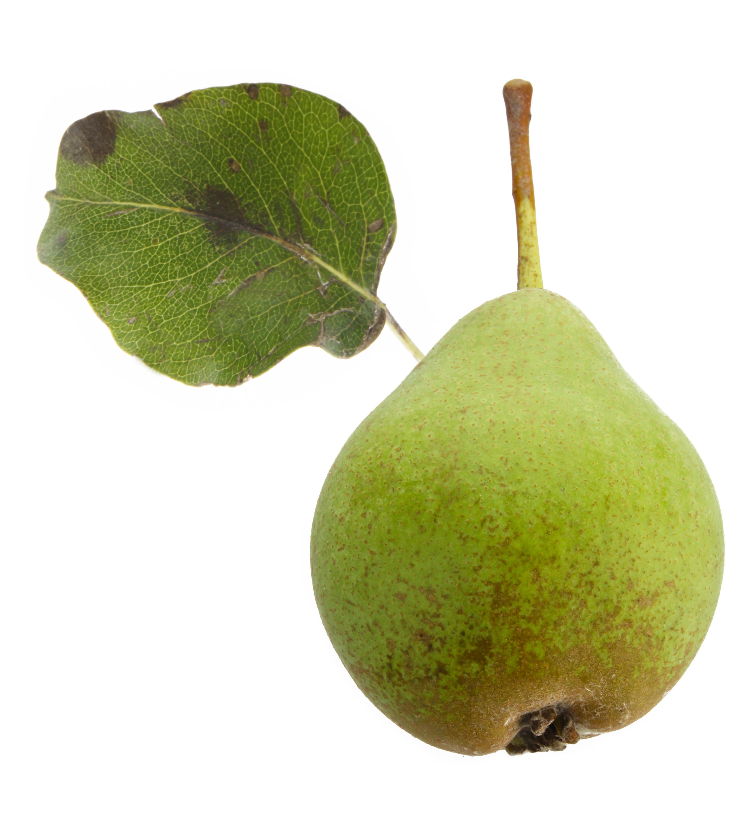 Birnensorte Grüne Jagdbirne