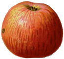 Ein Gewürzluiken Apfel