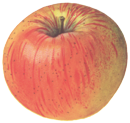 Apfelsorte Roter Berlepsch