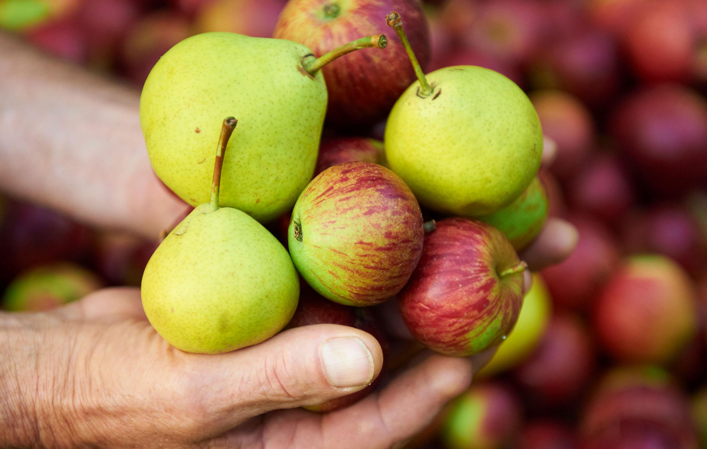 Äpfel und Birnen gehalten von 2 Händen