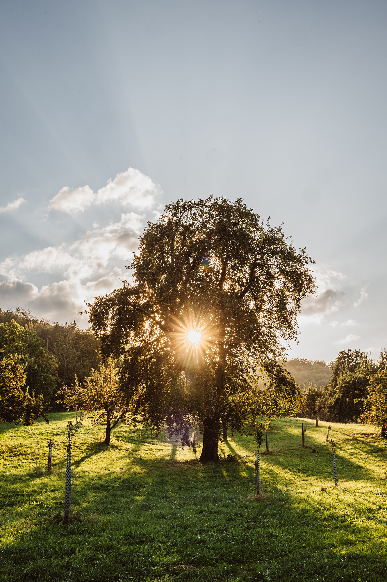 ber uns links Baum