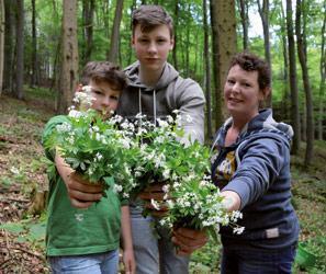 Zeigt einer Waldmeister Pflanze