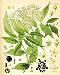 Illustration einer Holunder Pflanze