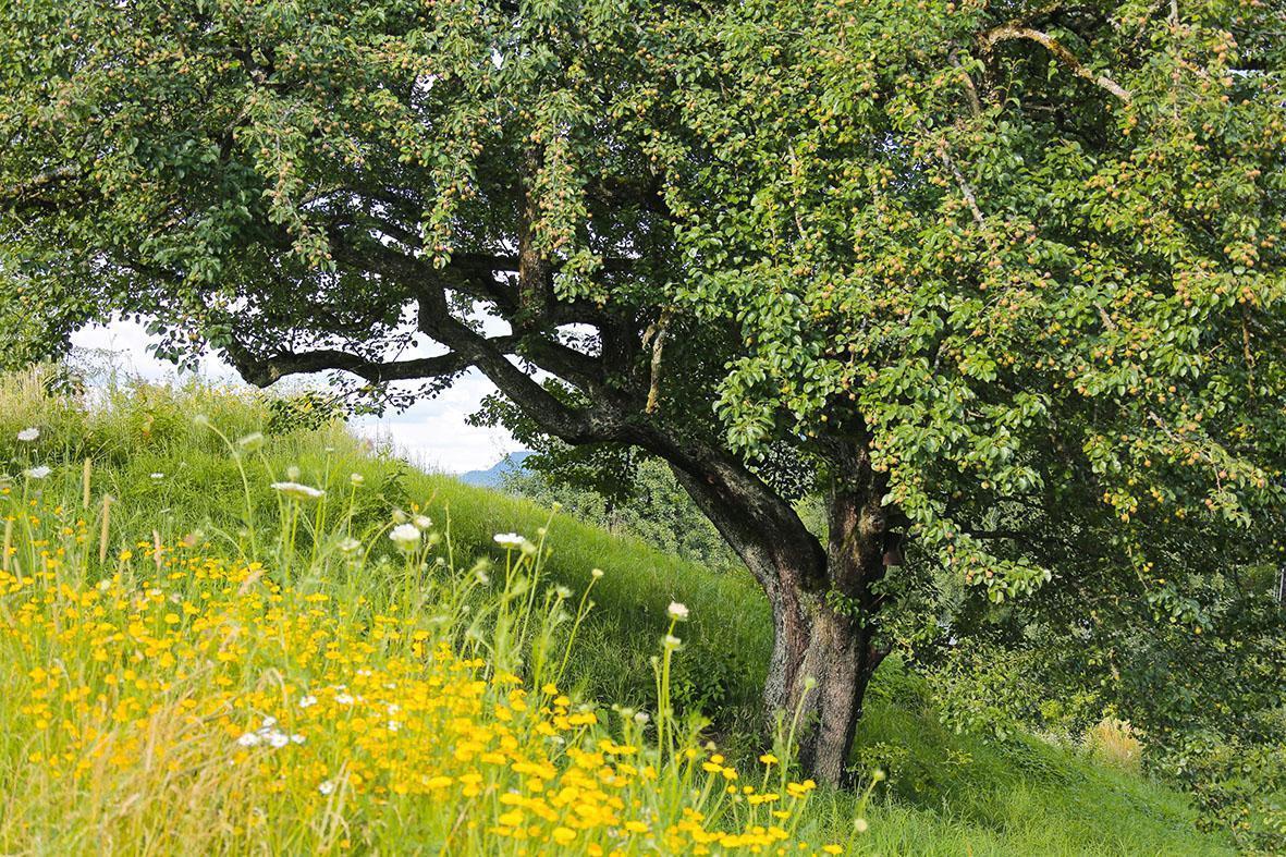 Ein Obstbaum auf einer Streuobstwiese