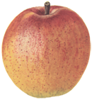 Ein Bohnapfel