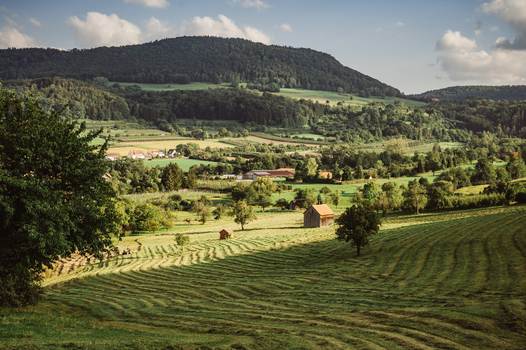 Händlertag VARIANTE 1 | Wiese