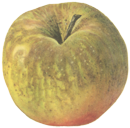 Ein Boskop Apfel